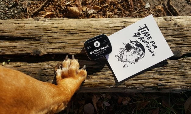 Lifestyle | Canela is Adventure Ready With Loyal Canine Co.
